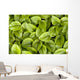 False Solomon's Seal, Ontario, Canada Wall Mural