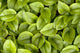 False Solomon's Seal, Ontario, Canada Wall Mural