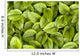 False Solomon's Seal, Ontario, Canada Wall Mural