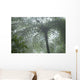 Cloud Forest Ceiling, Costa Rica Wall Mural