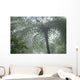 Cloud Forest Ceiling, Costa Rica Wall Mural