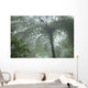 Cloud Forest Ceiling, Costa Rica Wall Mural