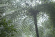 Cloud Forest Ceiling, Costa Rica Wall Mural