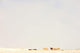 Icelandic Horses In Snow Covered Field, Iceland Wall Mural