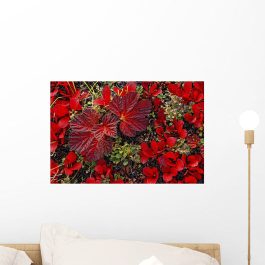 Bearberry And Cloudberry Plants In Fall Colour Wall Mural
