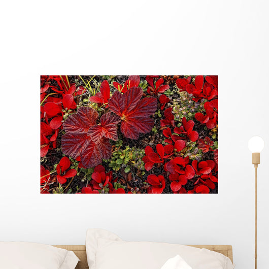 Bearberry And Cloudberry Plants In Fall Colour Wall Mural