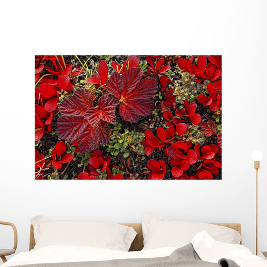 Bearberry And Cloudberry Plants In Fall Colour Wall Mural