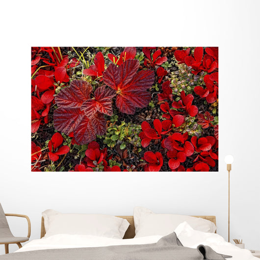 Bearberry And Cloudberry Plants In Fall Colour Wall Mural