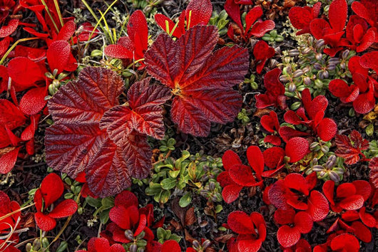 Bearberry And Cloudberry Plants In Fall Colour Wall Mural