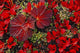 Bearberry And Cloudberry Plants In Fall Colour Wall Mural