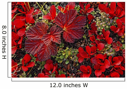 Bearberry And Cloudberry Plants In Fall Colour Wall Mural