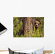 Grizzly Bear Cub Up A Tree, Yukon Wall Mural