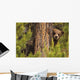 Grizzly Bear Cub Up A Tree, Yukon Wall Mural