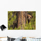 Grizzly Bear Cub Up A Tree, Yukon Wall Mural
