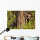 Grizzly Bear Cub Up A Tree, Yukon Wall Mural