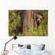 Grizzly Bear Cub Up A Tree, Yukon Wall Mural