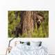 Grizzly Bear Cub Up A Tree, Yukon Wall Mural