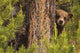 Grizzly Bear Cub Up A Tree, Yukon Wall Mural