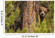 Grizzly Bear Cub Up A Tree, Yukon Wall Mural