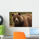 Grizzly Bear, Yukon Wall Mural