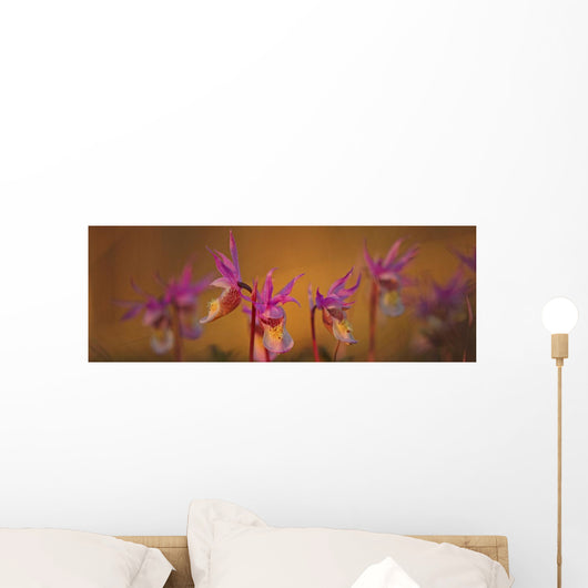 Calypso Or Snapdragons Near Teslin, Yukon Wall Mural