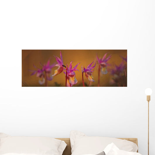 Calypso Or Snapdragons Near Teslin, Yukon Wall Mural