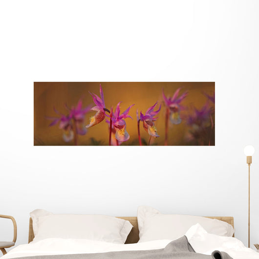 Calypso Or Snapdragons Near Teslin, Yukon Wall Mural