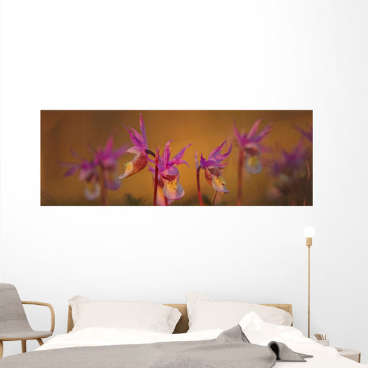 Calypso Or Snapdragons Near Teslin, Yukon Wall Mural