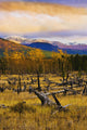 Destruction And Re-Growth After Forest Fire Wall Mural