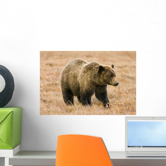 Grizzly Bear Along Dempster Highway, Yukon Wall Mural