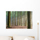 Through the Trees - Hazy Forest Morning Wall Mural