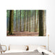 Through the Trees - Hazy Forest Morning Wall Mural