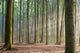 Through the Trees - Hazy Forest Morning Wall Mural