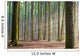 Through the Trees - Hazy Forest Morning Wall Mural