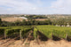Vineyard Portugal