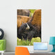 Bison Grazing, Northern British Columbia Wall Mural
