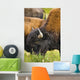 Bison Grazing, Northern British Columbia Wall Mural