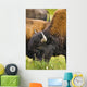 Bison Grazing, Northern British Columbia Wall Mural