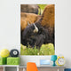 Bison Grazing, Northern British Columbia Wall Mural