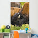 Bison Grazing, Northern British Columbia Wall Mural