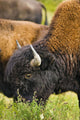 Bison Grazing, Northern British Columbia Wall Mural