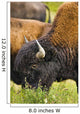 Bison Grazing, Northern British Columbia Wall Mural