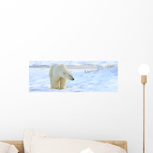 Polar Bear, Churchill, Manitoba Wall Mural