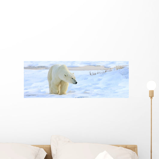 Polar Bear, Churchill, Manitoba Wall Mural