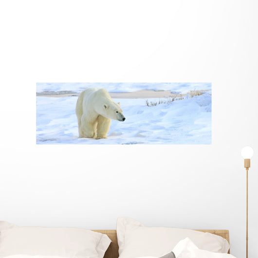 Polar Bear, Churchill, Manitoba Wall Mural