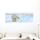 Polar Bear, Churchill, Manitoba Wall Mural