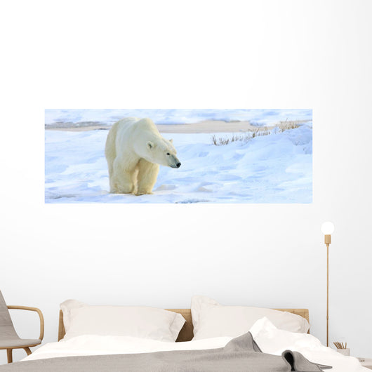 Polar Bear, Churchill, Manitoba Wall Mural