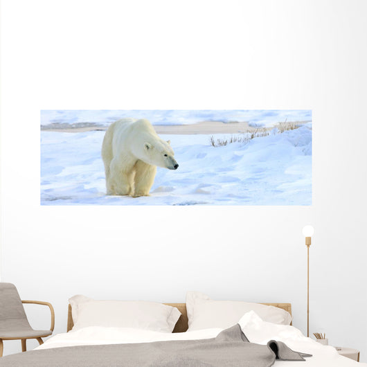 Polar Bear, Churchill, Manitoba Wall Mural