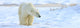 Polar Bear, Churchill, Manitoba Wall Mural