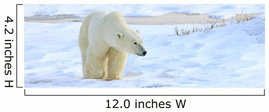 Polar Bear, Churchill, Manitoba Wall Mural